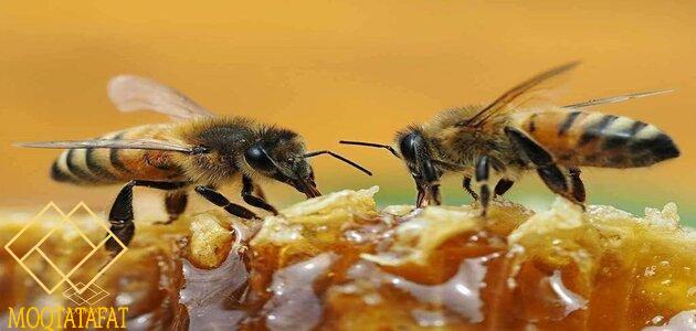 مملكة النحل